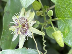 Passiflora sexflora