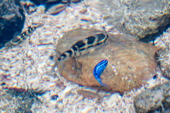 Abudefduf concolor