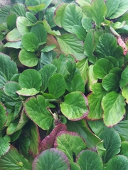 Bergenia