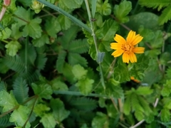 Sphagneticola trilobata