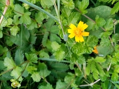 Sphagneticola trilobata