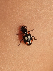 Eriopis connexa