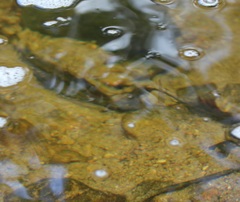 Rhinichthys atratulus