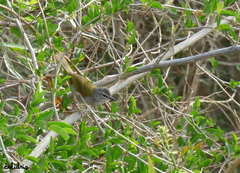 Myiothlypis leucoblephara