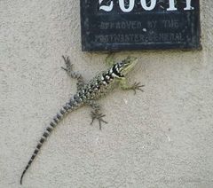 Sceloporus cyanogenys