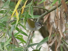 Myiothlypis leucoblephara