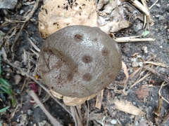 Myriostoma