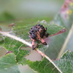 Cryptorhynchus lapathi