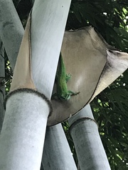 Phelsuma