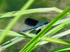 Calopteryx splendens