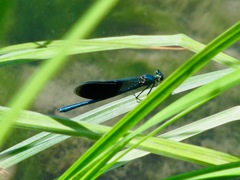 Calopteryx splendens