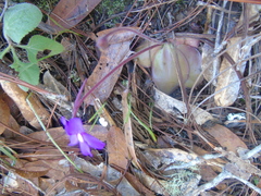 Pinguicula macrophylla
