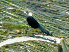 Calopteryx splendens