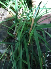 Iris foetidissima