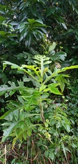 Verbesina gigantea