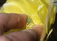 Opuntia × occidentalis