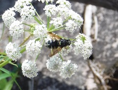Stratiomys badia