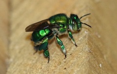 Euglossini