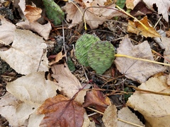 Opuntia cespitosa