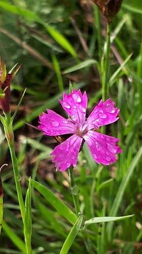 Dianthus carthusianorum