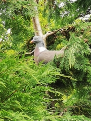 Columba palumbus