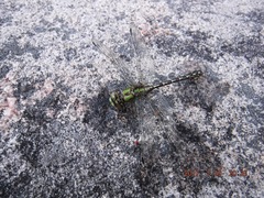 Ophiogomphus colubrinus