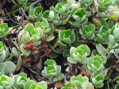 Crassula lactea
