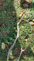 Pantherophis alleghaniensis