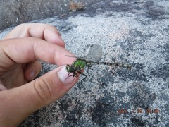 Ophiogomphus colubrinus