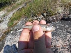 Percopsis omiscomaycus