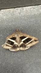 Grammodes bifasciata