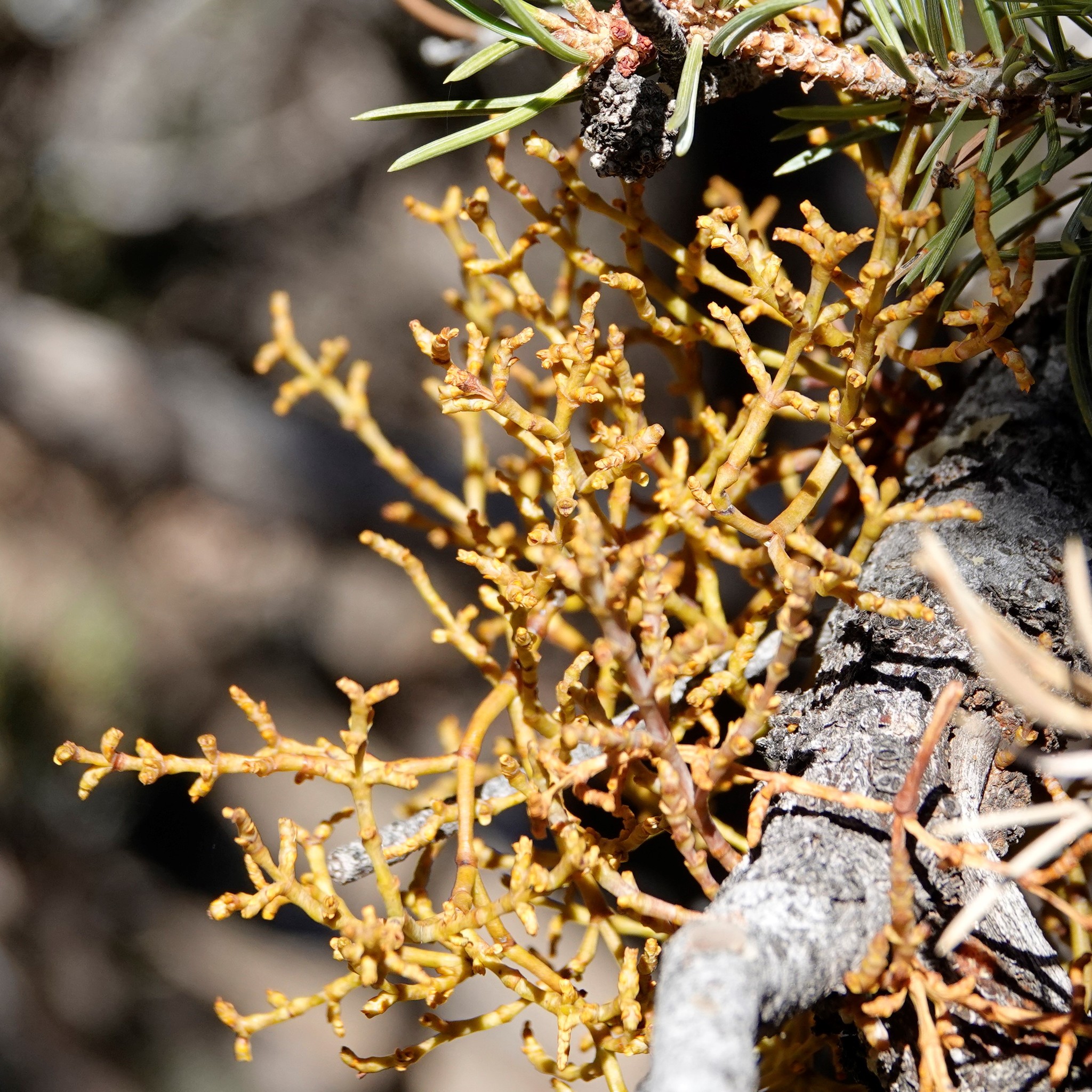 Arceuthobium divaricatum