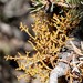 Pinyon Dwarf-Mistletoe - Photo (c) Connor, some rights reserved (CC BY-NC), uploaded by Connor