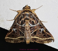 Metria angulata