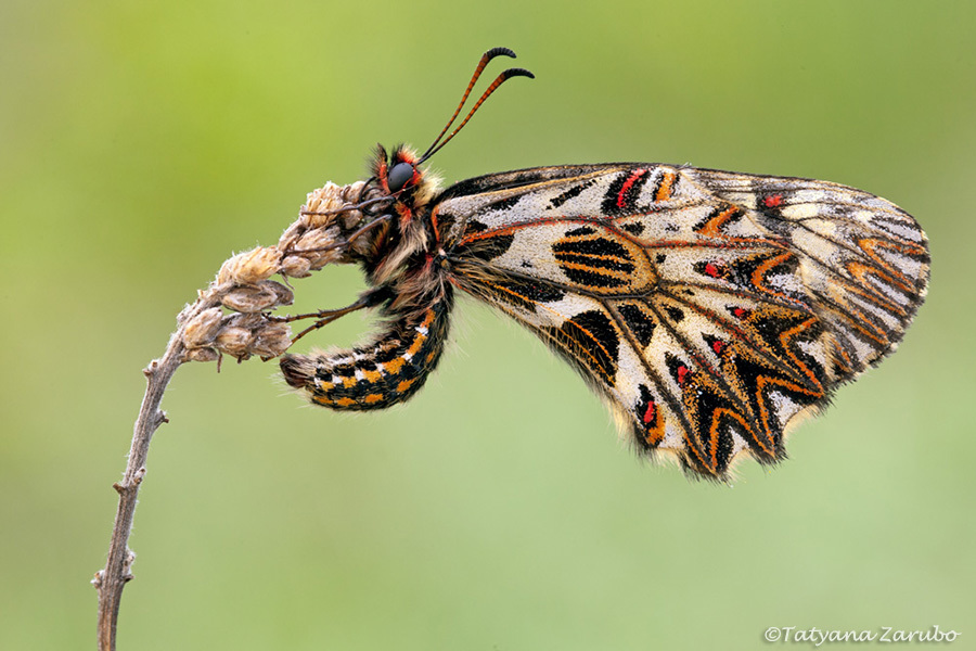 Southern Festoon, photo 1 of 10