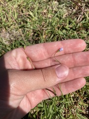 Wahlenbergia marginata
