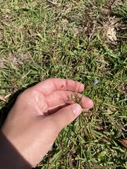 Wahlenbergia marginata