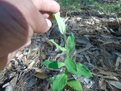 Verbesina coulteri