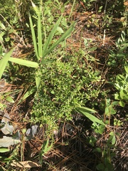 Vaccinium myrsinites