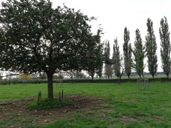Monilinia fructigena