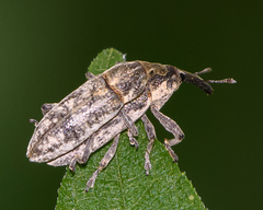 Lixus scrobicollis