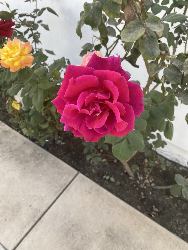 roses from Wentworth St, Los Angeles, CA, US on October 18, 2020 at 01