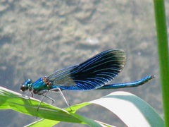 Calopteryx splendens
