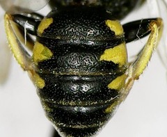 Anacrabro ocellatus ocellatus