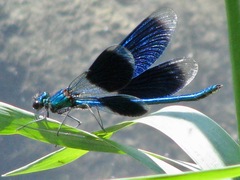 Calopteryx splendens