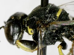 Anacrabro ocellatus ocellatus