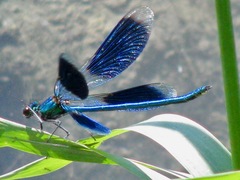 Calopteryx splendens