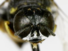Anacrabro ocellatus ocellatus
