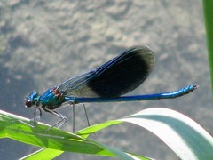 Calopteryx splendens