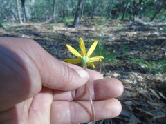 Verbesina coulteri